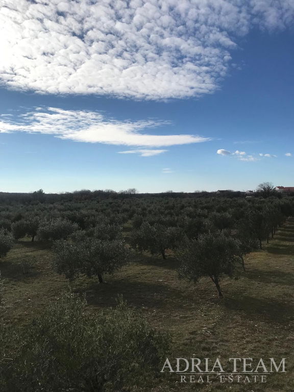AGRICULTURAL LAND WITH ESTABLISHED OLIVE BUSINESS, LEPURI – BENKOVAC
