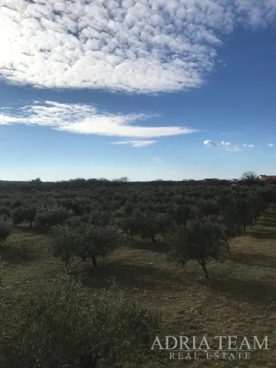 AGRICULTURAL LAND WITH ESTABLISHED OLIVE BUSINESS, LEPURI – BENKOVAC property for sale