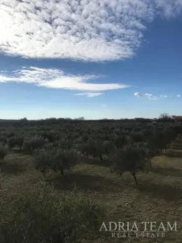 AGRICULTURAL LAND WITH ESTABLISHED OLIVE BUSINESS, LEPURI – BENKOVAC property for sale