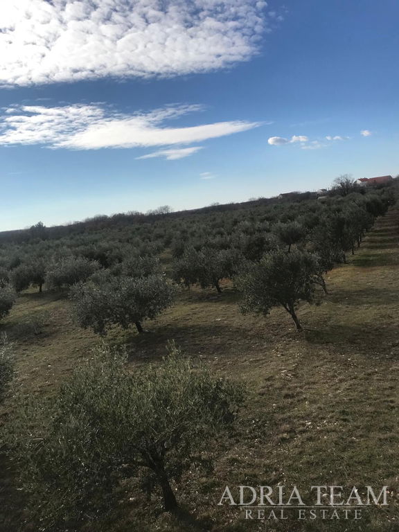 AGRICULTURAL LAND WITH ESTABLISHED OLIVE BUSINESS, LEPURI – BENKOVAC